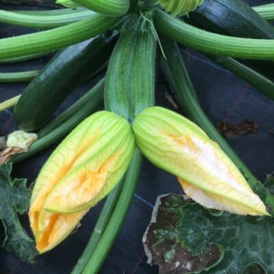 Funky courgette